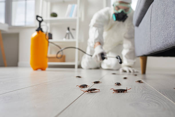 Post-Treatment Bed Bug Interceptor Monitoring in Nags Head